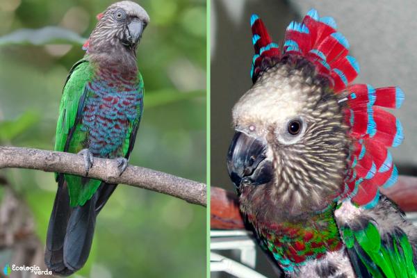 Tipos de loros - Loro cacique (Deroptyus accipitrinus)