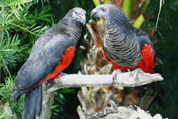 Tipos de loros - Loro aguileño (Psittrichas fulgidus)
