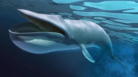 关于海洋动物的十大世界之最