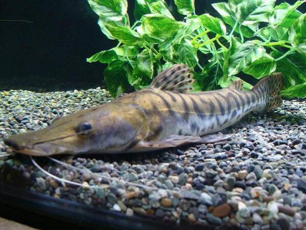 1666688525445233.jpg 1_九雷图片转换器.jpg