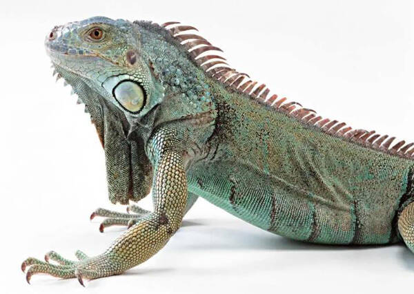 1666688538189328.jpg 3_九雷图片转换器.jpg