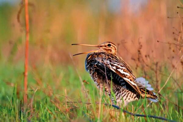 1668485295689122.jpg 2_九雷图片转换器.jpg