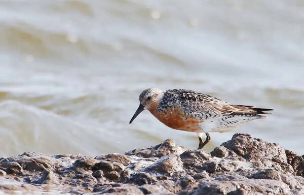 1668485308170578.jpg 4_九雷图片转换器.jpg