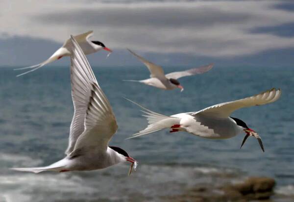 1668485330819882.jpg 7_九雷图片转换器.jpg