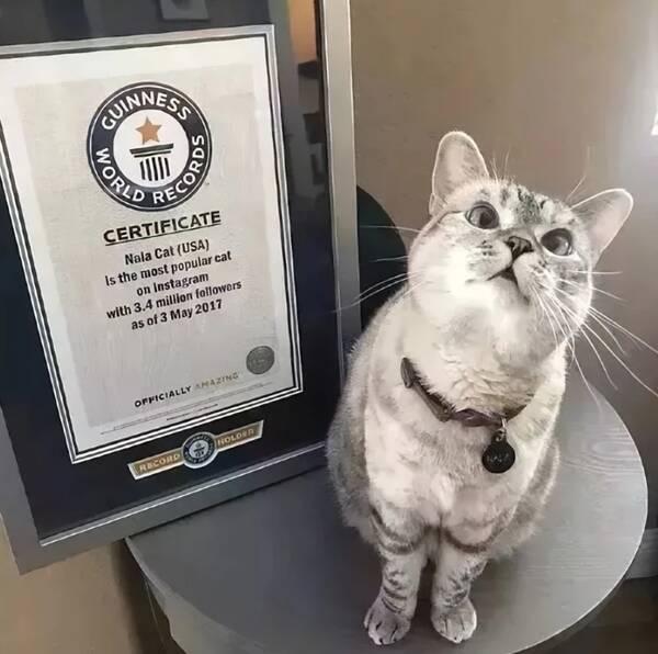 Nala与它的奖牌 Nala与它的奖牌