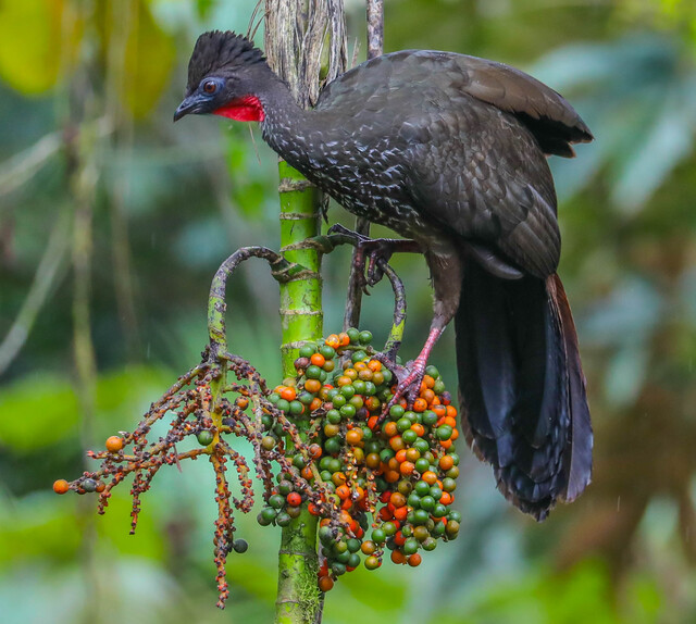 紫冠雉（Penelope purpurascens）：雨林中的优雅贵族