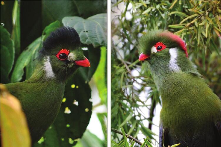 白颊冠蕉鹃（Menelikornis leucotis）：神秘的森林幽灵