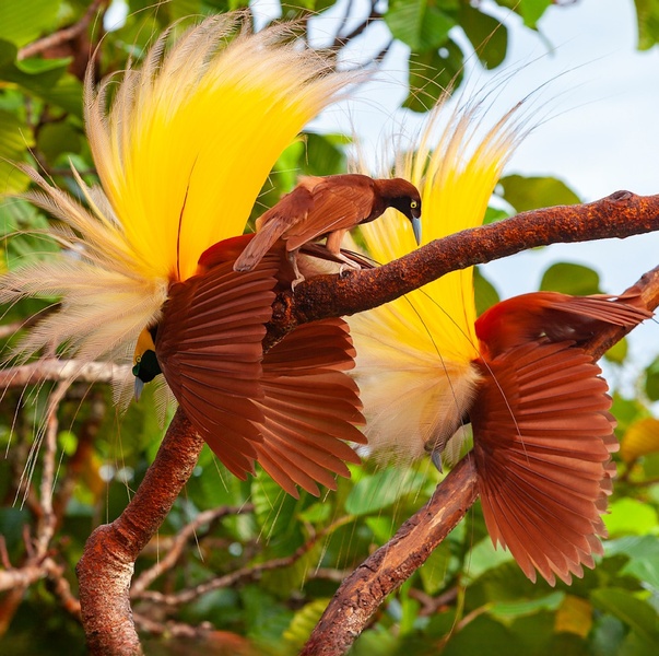 小极乐鸟（Paradisaea minor）：热带雨林的华丽舞者
