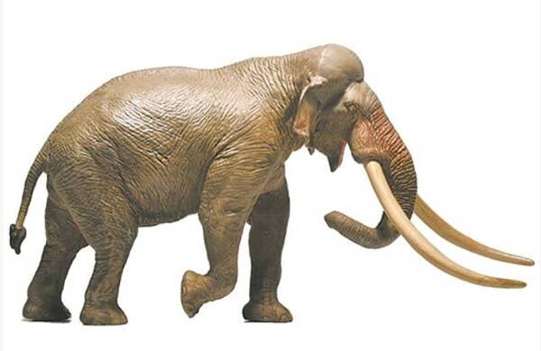 古菱齿象复原图 古菱齿象复原图