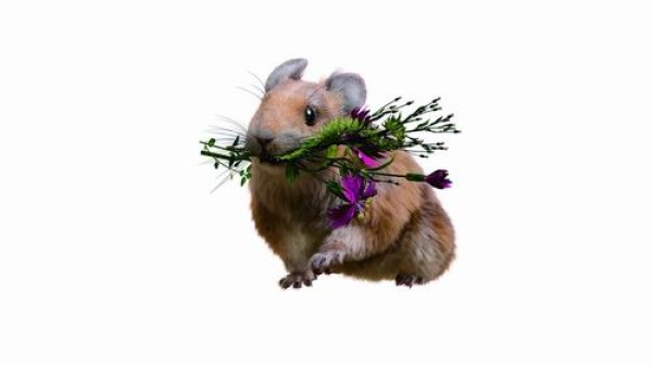 模鼠兔复原图 模鼠兔复原图