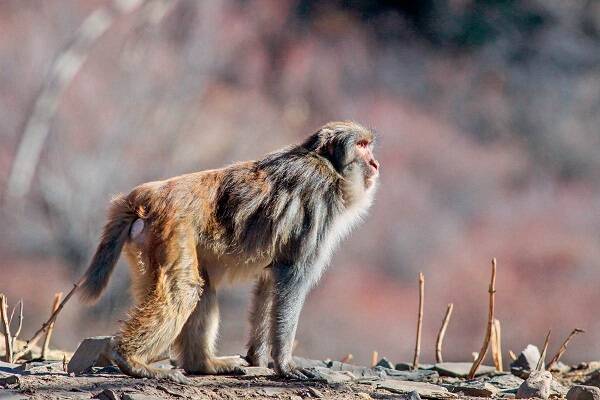 地中海猕猴 地中海猕猴