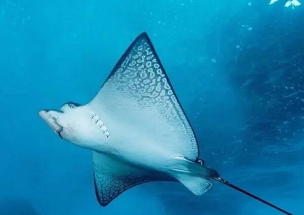 2023012919028366.jpg 10_九雷图片转换器.jpg