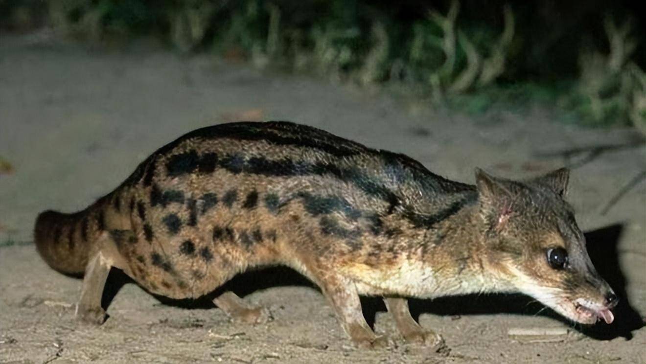 2023020754847912.jpeg 20230204204815167551489523522.jpeg