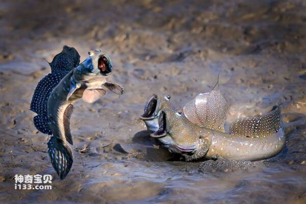 2023031418340770.jpg 7.jpg