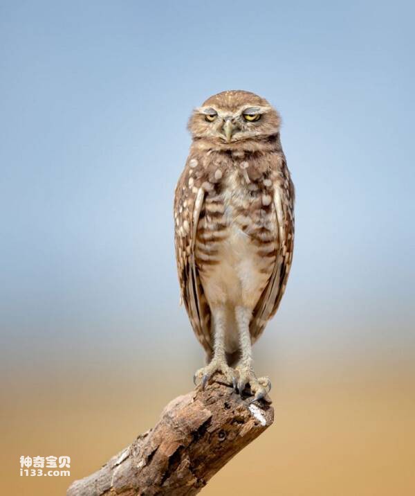 2023031487884477.jpg 4.jpg