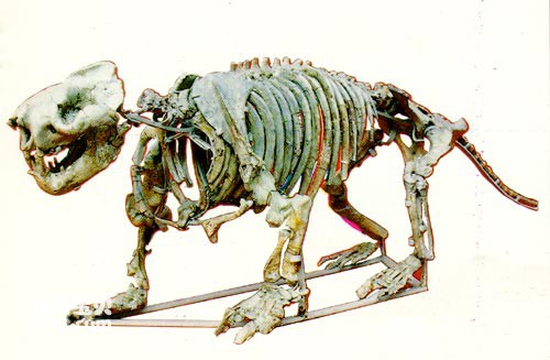 东方贫齿兽 东方贫齿兽