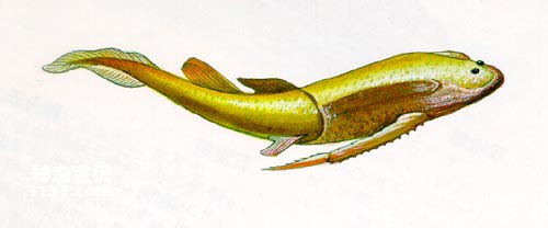 沟鳞鱼 沟鳞鱼