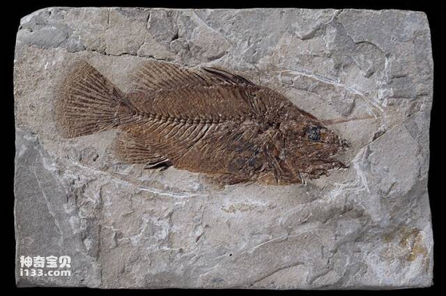 化石鱼 化石鱼
