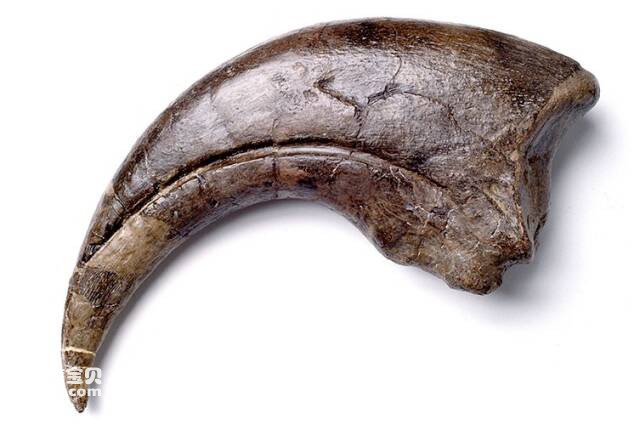 重爪龙爪 重爪龙爪