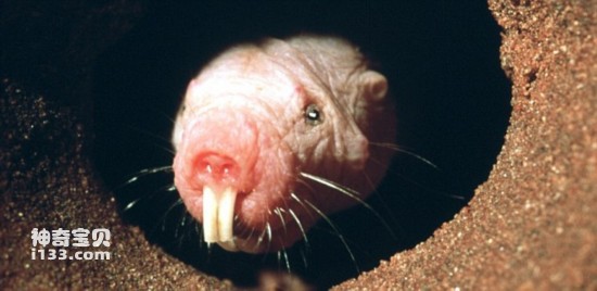 裸鼹鼠 裸鼹鼠