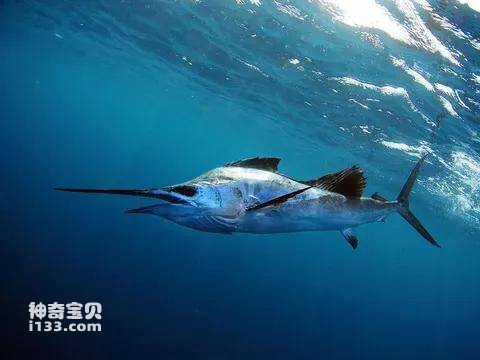 2023041416930912.jpg 13.jpg