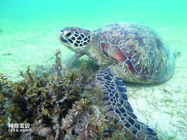 捷足先登的海龟(动物科普小知识)