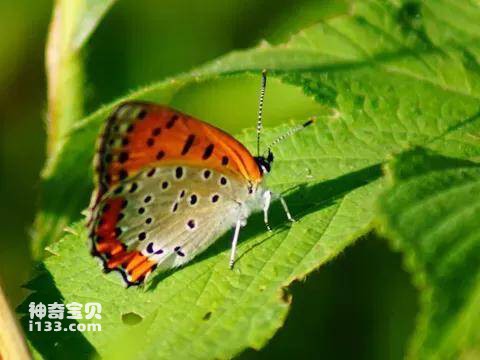 2023041513996631.jpg 11.jpg