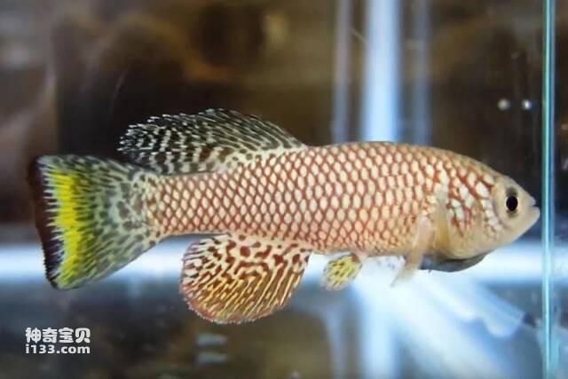 2023041516077678.jpg 7.jpg