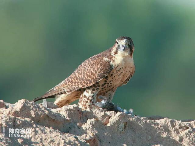 2023041516362144.jpg 9.jpg