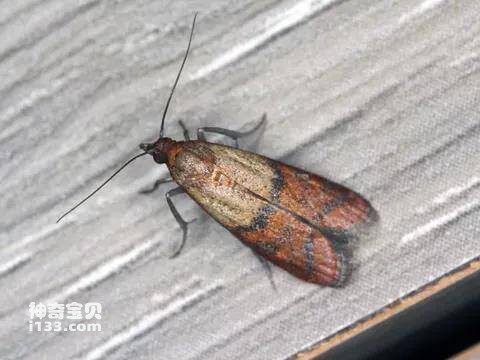 2023041528459987.jpg 8.jpg