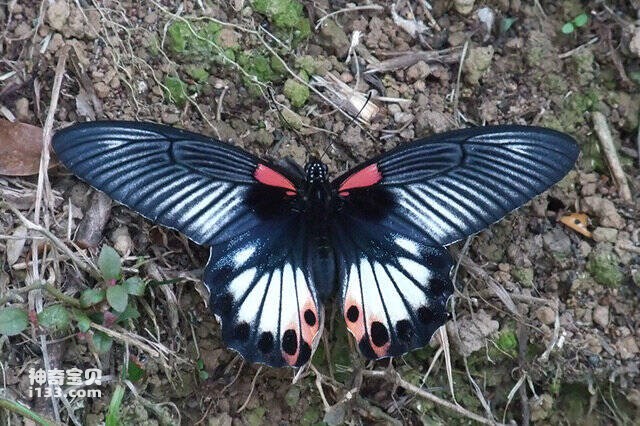 2023042819587162.jpg 6.jpg