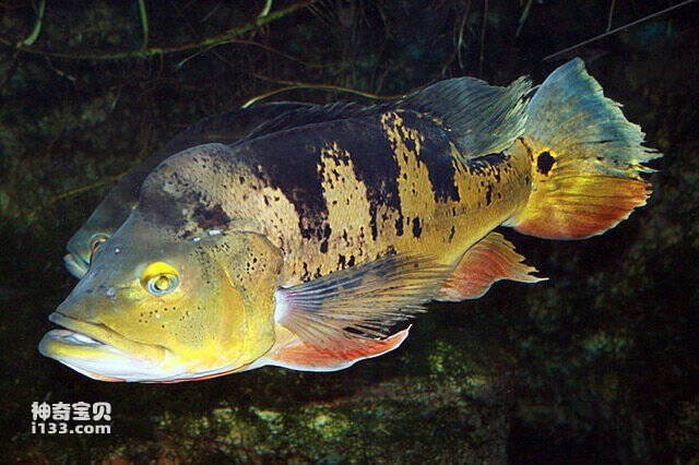 2023042917745923.jpg 10.jpg