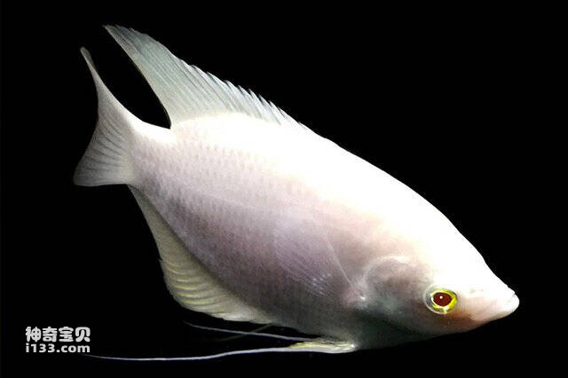 2023042924815429.jpg 4.jpg