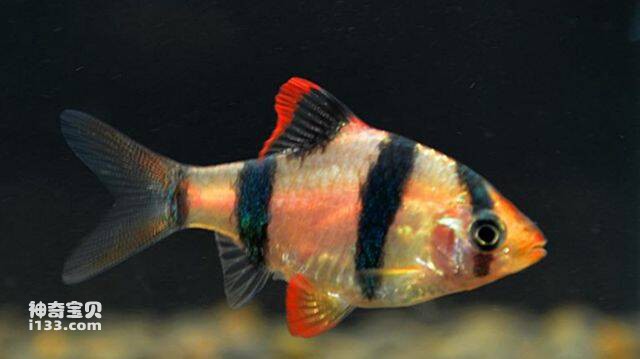 2023042925385564.jpg 5.jpg