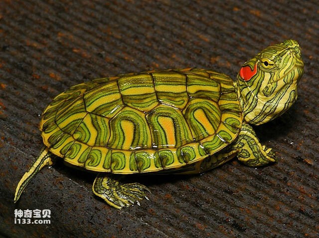 2023052358319243.jpg 9.jpg