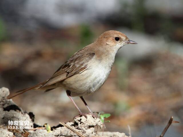 2023060515696729.jpg 4.jpg