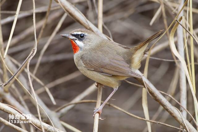 2023060523762716.jpg 3.jpg