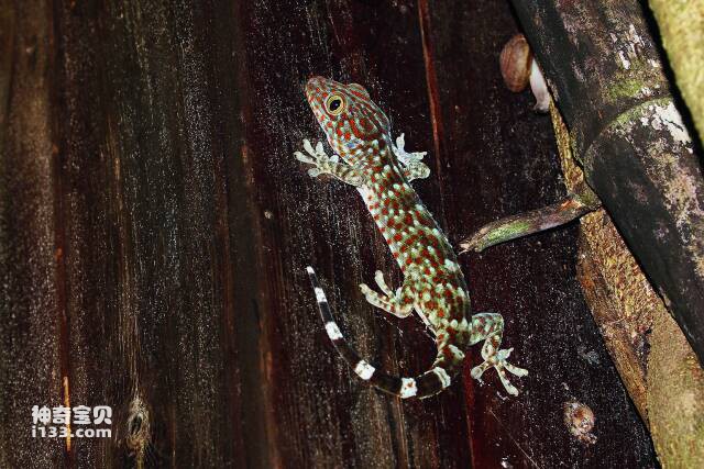 2023061014736817.jpg 9.jpg