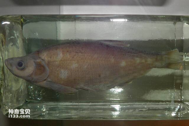 2023061311144501.jpg 4.jpg