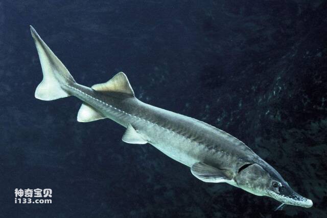 2023061317956751.jpg 8.jpg