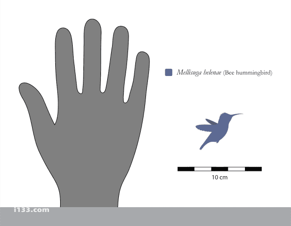 2023090115010243.png 111吸蜜蜂鸟与人类手掌的大小对比(1).png