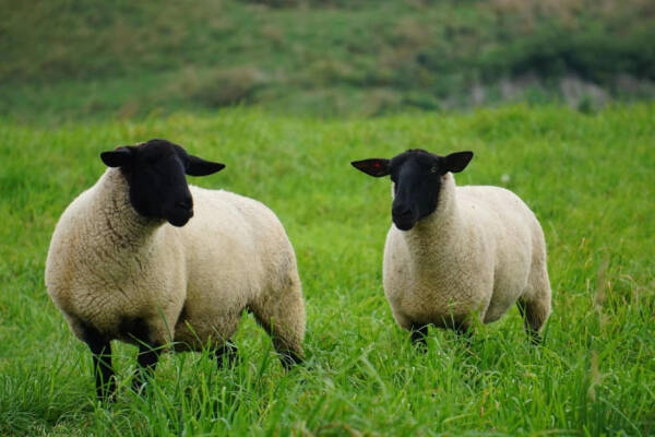 2023091720444338.jpeg 8(1).jpeg