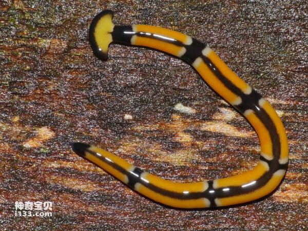 2023092355737580.jpg 2(1).jpg