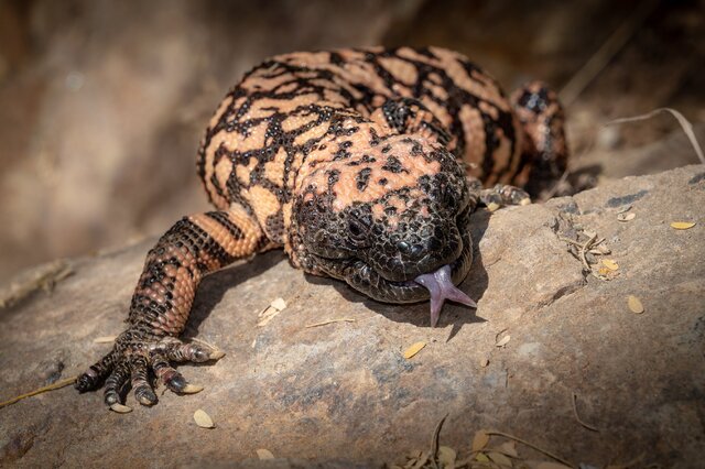 吉拉毒蜥 吉拉毒蜥