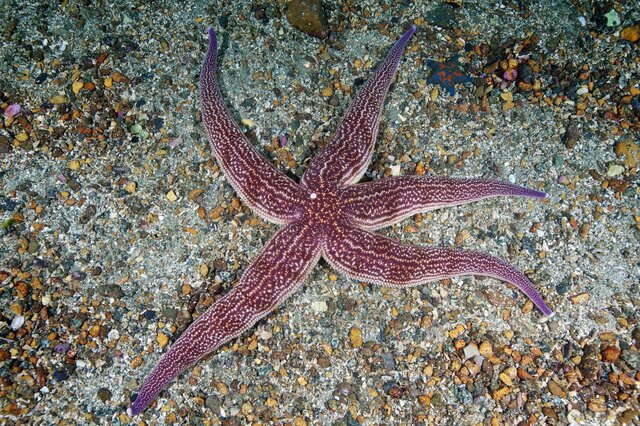 海星 海星