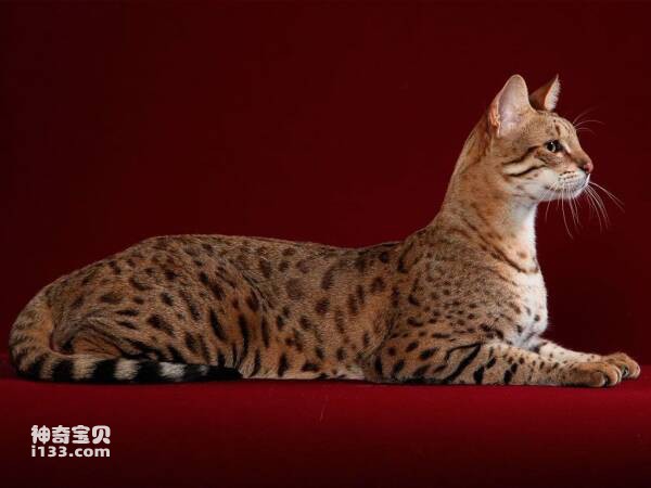 2023102515599930.jpg 7.jpg