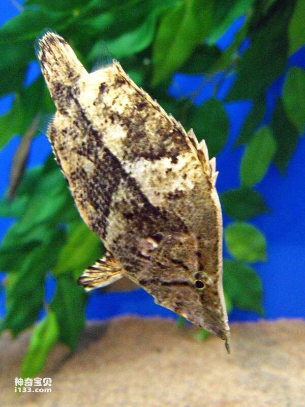 2023102517012285.jpg 7.jpg