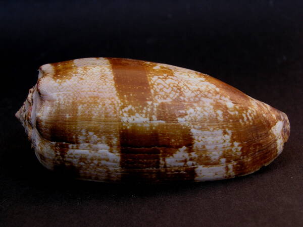 2023110512726681.jpeg 2(1).jpeg