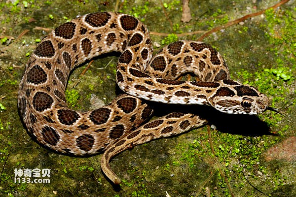 2023111250559056.jpg 7.jpg