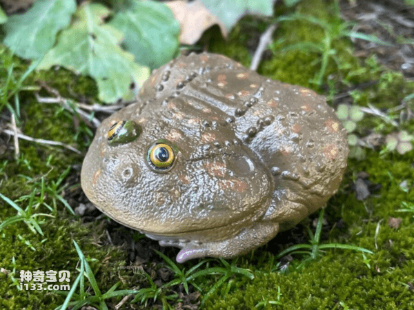 2023112019300577.png 7.png